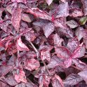 Iresine herbstii 'Purple Lady'